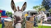 Miniature, drink-carrying donkeys popular at Fresno-area parties. ‘They are so cute’