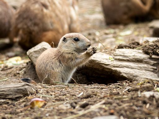 Recently born black-tailed prairie dog pups emerge at Connecticut's Beardsley Zoo