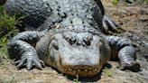 Monstrous 9-Foot Alligator Removed Near Florida Elementary School