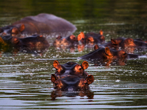 Muere hipopótamo descendiente de los animales de Pablo Escobar