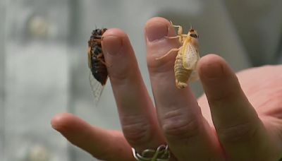 The cicadas in Illinois are here: Five facts to know