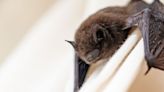 Rabies-infected bat found in Michigan, prompting resident warnings of the fatal virus