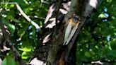 Cicadas expected to takeover north Mississippi counties soon