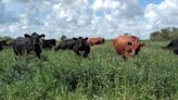 Crían vacas con un sistema regenerativo y lograron una marca de carne certificada con código QR
