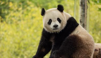 New giant pandas to arrive at Smithsonian's National Zoo by the end of the year