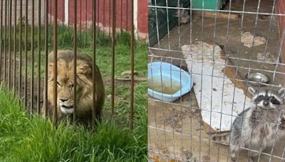 Aseguraron león y mapaches en Edomex