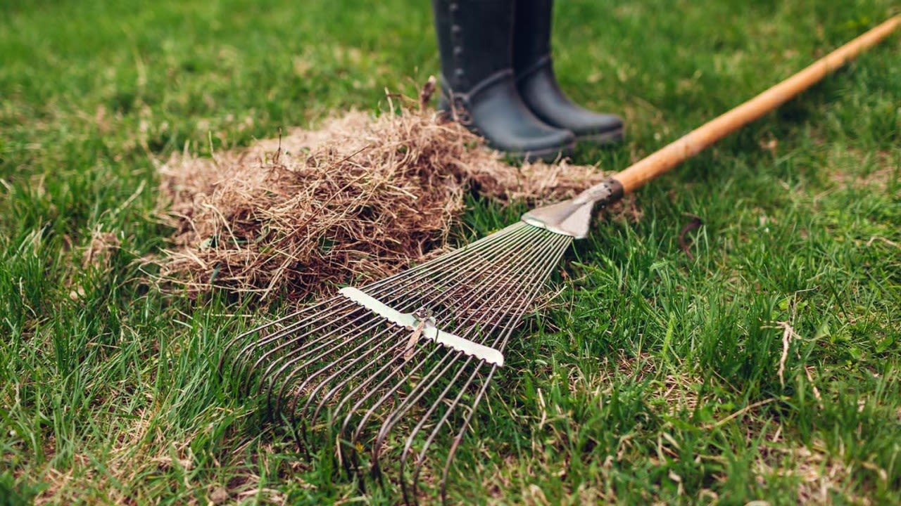 Dethatching vs. aerating: Which is best for my lawn?