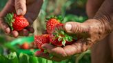 False Facts About Strawberries You Thought Were True