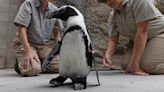 Happy Feet: Penguin fitted with orthopaedic footwear at San Diego Zoo