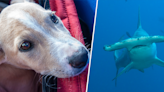 Tourists panic as dog swims after a 12-foot-hammerhead shark in the Bahamas
