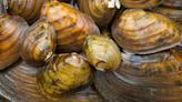 6 Texas freshwater mussels, the 'livers of the rivers,' added to endangered species list