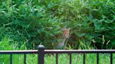 First bears, now bobcats. Large feral feline spotted in Belleville backyard