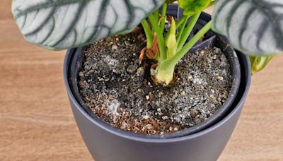 Why Your Houseplants Are Struggling in the Heat and How to Save Them