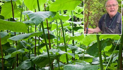 ‘Don’t dig it up’ warns gardening pro as Japanese knotweed takes over homes