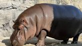 El hipopótamo que México identificó como macho es una hembra
