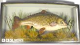 Clarissa the carp estimated to fetch £35k at Shropshire auction