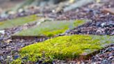 Gardening expert explains why algae grows on your patio and how to remove it