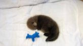 Second abandoned sea otter pup rescued near Tofino