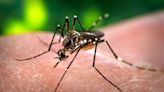 República Dominicana registra cerca de 7.500 casos de dengue