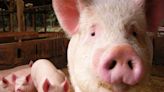 英國出現首例「H1N2豬流感傳人」！ 患者出現呼吸道症狀