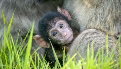 Second Barbary macaque born at safari park