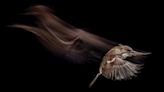 How I used this special flash photography technique to capture a sparrow in flight