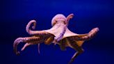 Voices: If octopuses are as sentient as cats, should we be farming them for food?