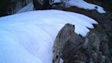 Snow leopards effortlessly blend into Himalayan landscape. How many do you spot?