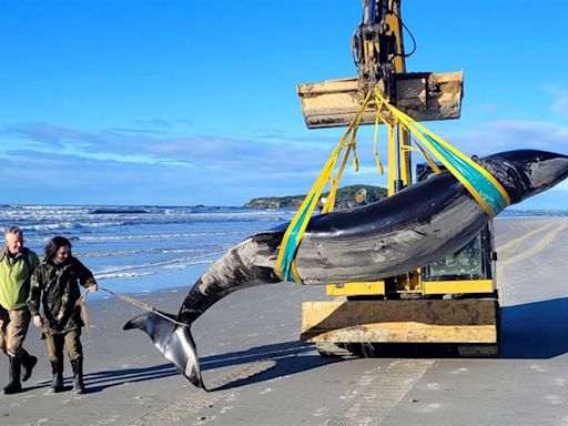Spade-Toothed Whale, One of the World’s Rarest Marine Mammals, Washes Ashore in New Zealand