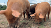 Piglets find safe haven at Rosie’s Farm Sanctuary in Potomac