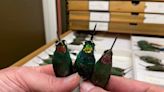 New 'hybrid' hummingbird with unusual glittering gold feathers puzzles scientists