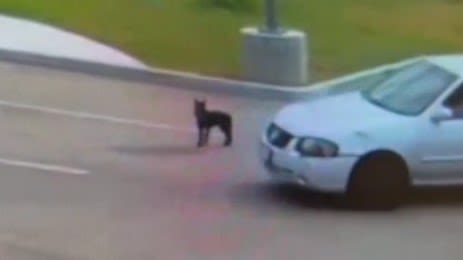 WATCH: Puppy chases car after being abandoned in Fresno