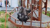 Chimps debut at Indianapolis Zoo