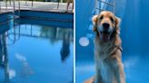 Internautas ficam assustados com cachorro relaxando no fundo de uma piscina e "exigem explicação"