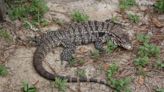 Giant Argentine lizards spotted across southern U.S. What to do if you see one in MS