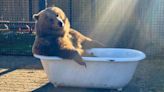 Video shows B.C. grizzly basking in clawfoot tub