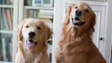 New Mom Jokes She Has ‘3 Kids’ After Golden Retrievers Won’t Leave Her Baby Alone