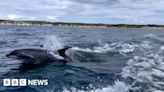 Bridlington seabird photography trip captures dolphins surprise