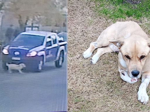 Una camioneta de Guaymallén atropelló a un perro, escapó y todo quedó grabado en un video