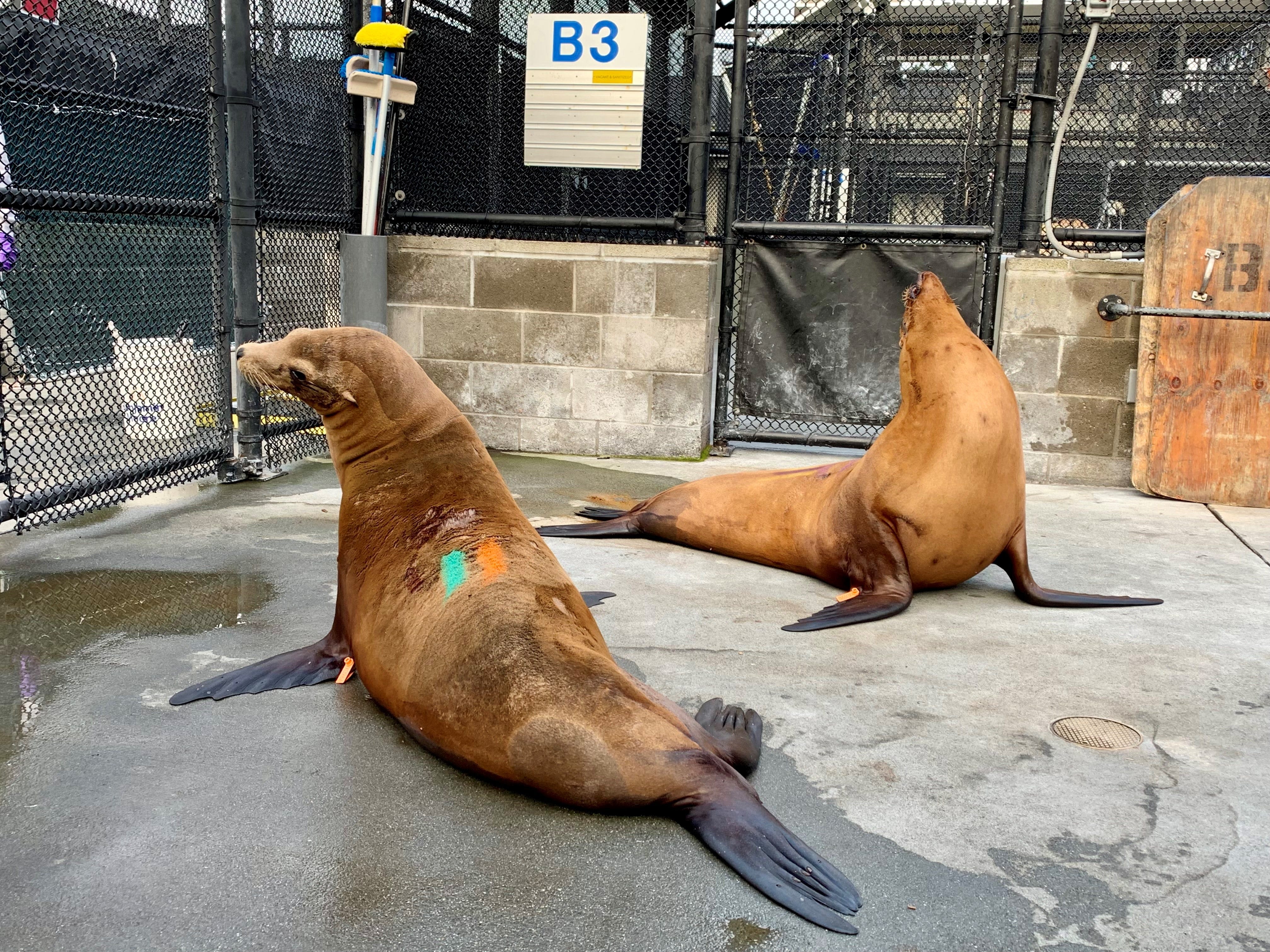 Dozens of sea lions in California sick with domoic acid poisoning: Are humans at risk?