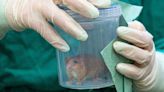 ZSL vets help dormice get ready for release into wild