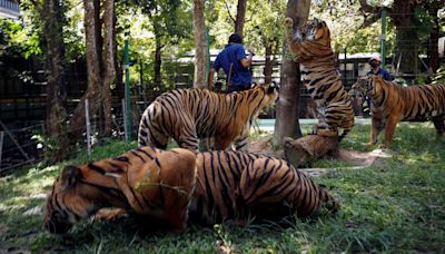 International Tiger Day: What is behind the stunning comeback of Thailand’s tiger population?