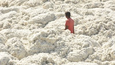 Labour worries, low prices haunt cotton growers across the country