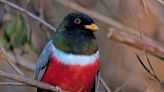 Best bird-watching hikes in Arizona: Where to look for trogons, owls, tanagers and more