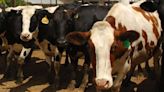 There's bird flu in US dairy cows. Raw milk drinkers aren't deterred