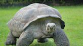 San Diego Zoo Celebrates Galapagos Tortoise’s 139th Birthday