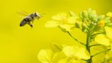 去年暴斃78億隻！南韓蜜蜂失蹤 專家憂生態浩劫
