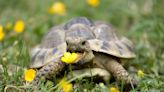 Tiny Tortoise Eating Clover Is the Timeline Cleanse Everybody Needs