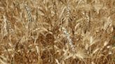Sem alívio, moinhos de trigo do Brasil indicam mais repasses inflacionários