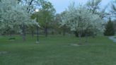 Arbor Day Foundation hosting second annual ‘Arbor Day LNK’